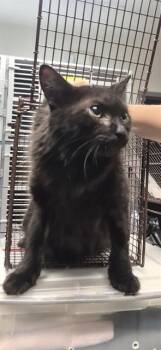 Domestic Short Hair Cats Available for Adoption - SUSIE | PetCurious