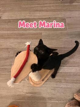 Marina -  Domestic Short Hair Cat for Adoption in Fort Myers, Florida - Marina | PetCurious