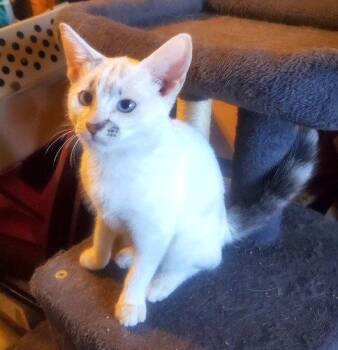 KITTEN BLUE EYED KIT KAT -  Domestic Short Hair Cat for Adoption in Franklin, Tennessee - KITTEN BLUE EYED KIT KAT | PetCurious
