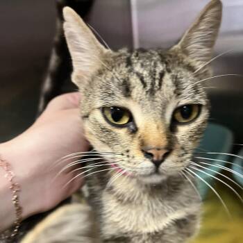 Sammy -  Domestic Short Hair Cat for Adoption in Ardmore, Oklahoma - Sammy | PetCurious