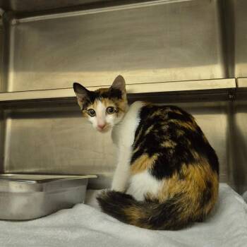 Ardella -  Domestic Short Hair Cat for Adoption in Birmingham, Alabama - Ardella | PetCurious