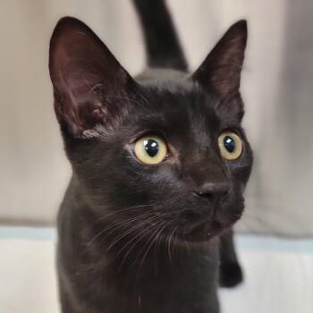 Bento -  Domestic Short Hair Cat for Adoption in Sarasota, Florida - Bento | PetCurious