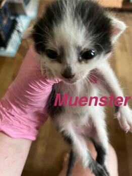 Muenster -  Domestic Short Hair Cat for Adoption in Virginia Beach, Virginia - Muenster | PetCurious