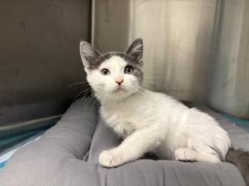 SORREL -  Domestic Short Hair Cat for Adoption in Ontario, California - SORREL | PetCurious