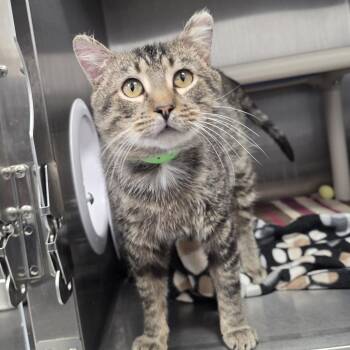 Domestic Short Hair Cats Available for Adoption - Tiger | PetCurious