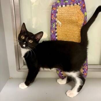 Noche #2228 -  Domestic Short Hair Cat for Adoption in Buffalo, New York - Noche #2228 | PetCurious