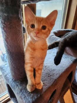 Macchiato -  Domestic Short Hair Cat for Adoption in Minneapolis, Minnesota - Macchiato | PetCurious