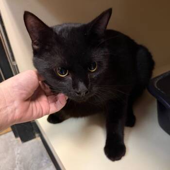 Doc -  Domestic Short Hair Cat for Adoption in Las Vegas, Nevada - Doc | PetCurious