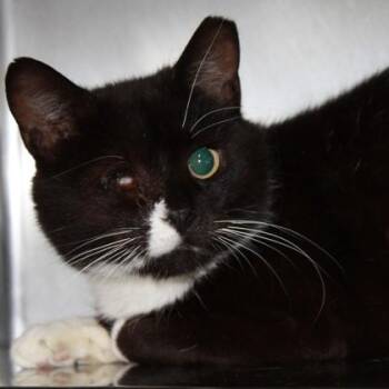 Domestic Short Hair Cats Available for Adoption in Richmond, Virginia - Pirate | PetCurious