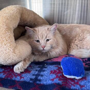 Domestic Medium Hair Cats Available for Adoption - Colby Jack Cheddar | PetCurious