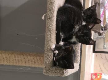 Checkers -  Domestic Short Hair Cat for Adoption in Mission Viejo, California - Checkers | PetCurious