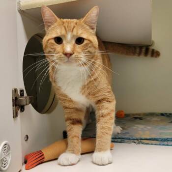 Cheeto -  Domestic Short Hair Cat for Adoption in Columbia, Missouri - Cheeto | PetCurious