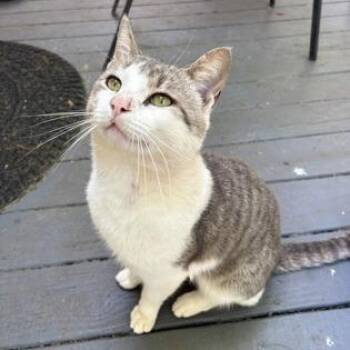 American Shorthair Cats Available for Adoption in Bethel, Connecticut - Pink Pony | PetCurious