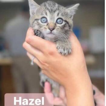 Hazel in Manchester, MD -  Domestic Short Hair Cat Available for Adoption - Hazel In Manchester, MD | PetCurious
