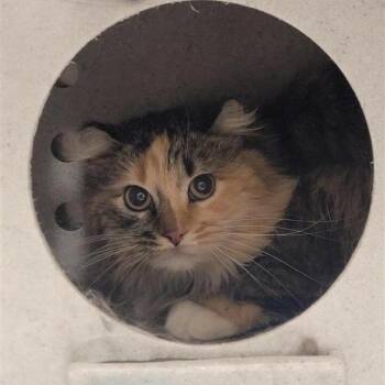 Domestic Long Hair Cats Available for Adoption in Salt Lake City, Utah - Maleficent | PetCurious