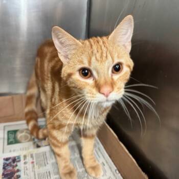 Rescue Domestic Short Hair Cats for Adoption in Abingdon, Maryland - 1025-46 Yogi | PetCurious