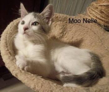 Domestic Medium Hair Cats Available for Adoption in Wyandotte, Michigan - Moo Nelle | PetCurious