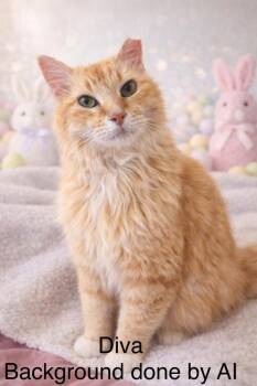 Maine Coon and Domestic Long Hair Cats Available for Adoption - Diva II | PetCurious
