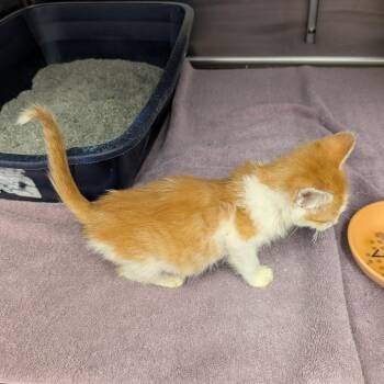 Anna -  Domestic Short Hair Cat for Adoption in Emporia, Kansas - Anna | PetCurious