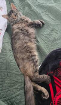 Domestic Medium Hair Cats Available for Adoption - Elena | PetCurious