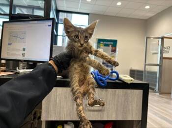 TORI -  Domestic Medium Hair Cat for Adoption in Rowlett, Texas - TORI | PetCurious