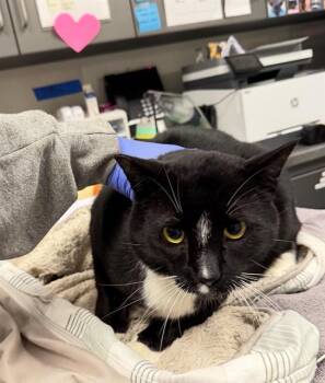 Domestic Short Hair Cats Available for Adoption - PANTHER | PetCurious