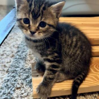 Mars -  Domestic Short Hair Cat for Adoption in Huntsville, Alabama - Mars | PetCurious
