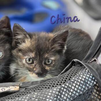 China -  Domestic Short Hair Cat for Adoption in Pittsburgh, Pennsylvania - China | PetCurious