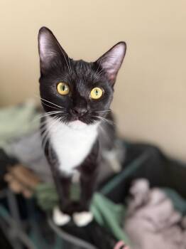 Cherry -  Domestic Short Hair Cat for Adoption in Riverside, California - Cherry | PetCurious