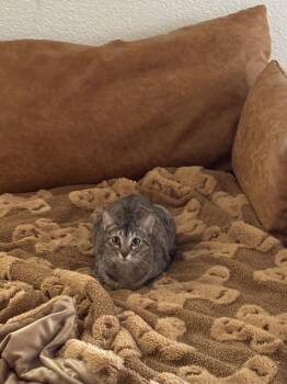Angel Cake -  Tabby Cat for Adoption in Austin, Texas - Angel Cake | PetCurious