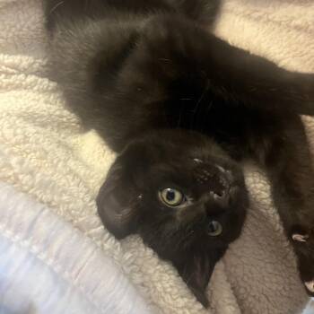 Domestic Short Hair Cats Available for Adoption in Charlotte, North Carolina - Windex (Spring Clean) | PetCurious