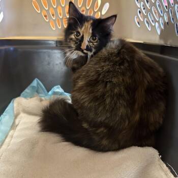 Domestic Long Hair Cats Available for Adoption in Corbin, Kentucky - Sara | PetCurious