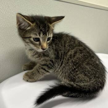 Cyrus -  Domestic Short Hair Cat for Adoption in Clearwater, Florida - Cyrus | PetCurious
