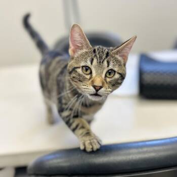 Mushroom -  American Shorthair Cat for Adoption in Seguin, Texas - Mushroom | PetCurious