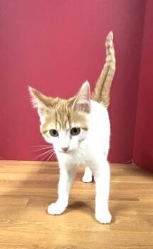 Lindenwood -  Domestic Short Hair Cat for Adoption in Hawk Point, Missouri - Lindenwood | PetCurious