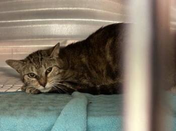 Canelo -  Domestic Short Hair Cat for Adoption in Golden Valley, Minnesota - Canelo | PetCurious