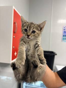Domestic Short Hair Cats Available for Adoption in North Charleston, South Carolina - 06288B Carrot Petsmart Summerville | PetCurious