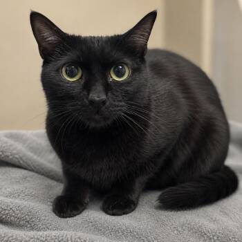 Aries -  Domestic Short Hair Cat for Adoption in Austin, Texas - Aries | PetCurious