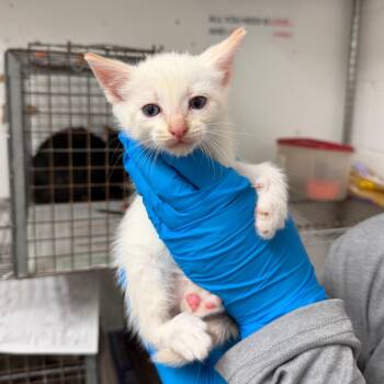 Ava Ayala -  Domestic Short Hair Cat for Adoption in Edinburg, Texas - Ava Ayala | PetCurious