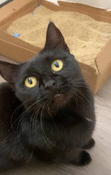 Sam -  Domestic Short Hair Cat for Adoption in Maitland, Florida - Sam | PetCurious