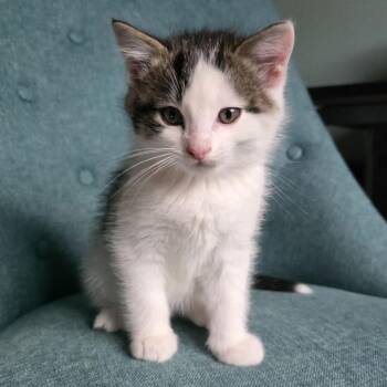 Yoshi C11381 -  Domestic Medium Hair Cat for Adoption - Yoshi C11381 | PetCurious