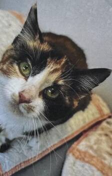 Domestic Medium Hair Cats Available for Adoption - Mallory | PetCurious