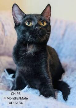 Chips -  Domestic Short Hair Cat for Adoption - Chips | PetCurious