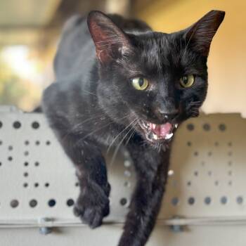 Rescue Domestic Short Hair Cats for Adoption in Nampa, Idaho - Jackson | PetCurious