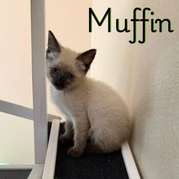 Siamese Cats Available for Adoption in Glendale, Arizona - Muffin | PetCurious