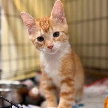 Calder -  Domestic Short Hair Cat for Adoption in Cumming, Georgia - Calder | PetCurious