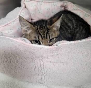 Lucchi -  Domestic Short Hair Cat for Adoption in Memphis, Tennessee - Lucchi | PetCurious