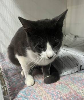 Domestic Short Hair Cats Available for Adoption in Kell, Illinois - Uncle Buck | PetCurious