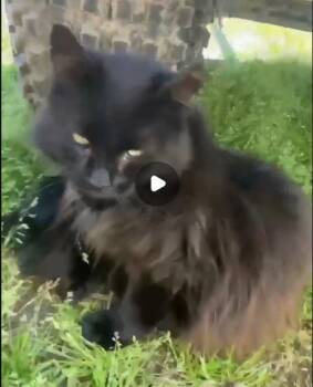 Raven -  Domestic Long Hair Cat for Adoption in Toronto, Ontario - Raven | PetCurious