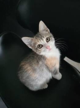 Shirley - sweet and affectionate -  Domestic Short Hair Cat for Adoption in Muskego, Wisconsin - Shirley - Sweet And Affectionate | PetCurious